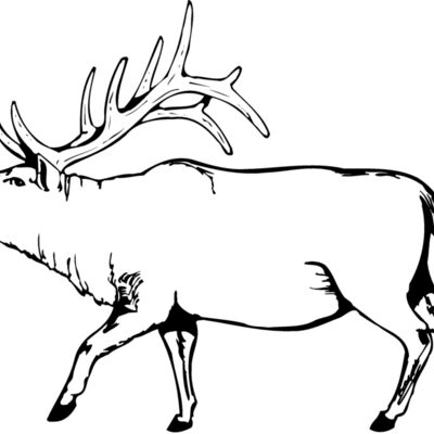 DEER004 Thumbnail